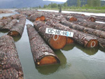 Log suppliers